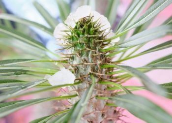 [Single] Kana Adachi / 足立佳奈 – WALK (2022.11.30/MP3/RAR)