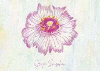 [Album] グレープ – グレープセンセーション / grape – Grape Sensation (2023.02.15/MP3/RAR)